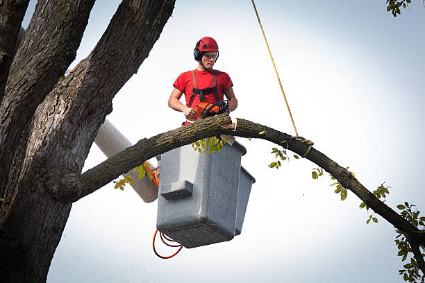 Best Best Tree Removal Services  in Kirtland Af, NM